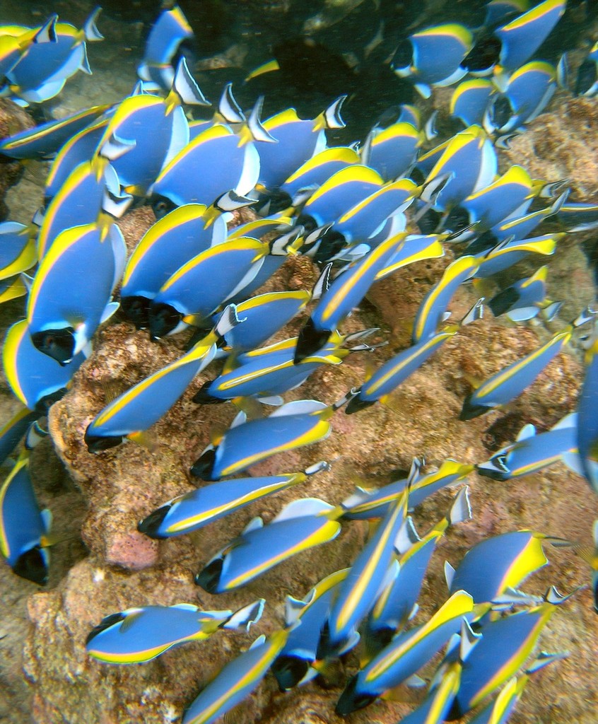 Algae eating powder blue Tang © ARC Centre of Excellence Coral Reef Studies http://www.coralcoe.org.au/